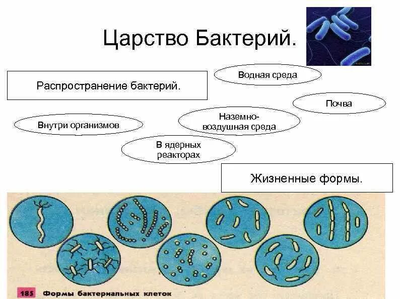 Царство бактерии классификация схема. Представители царства бактерий 5 класс. Царство бактерий 5 класс. Представители царства бактерий 2 класс.