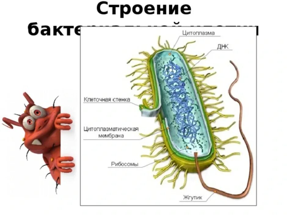 Строение клетки бактерии. Строение бактериальной клетки биология. Схема строения бактериальной клетки рисунок. Схема строения бактериальной клетки рисунок 5 класс. Строение клетки бактерии 7 класс