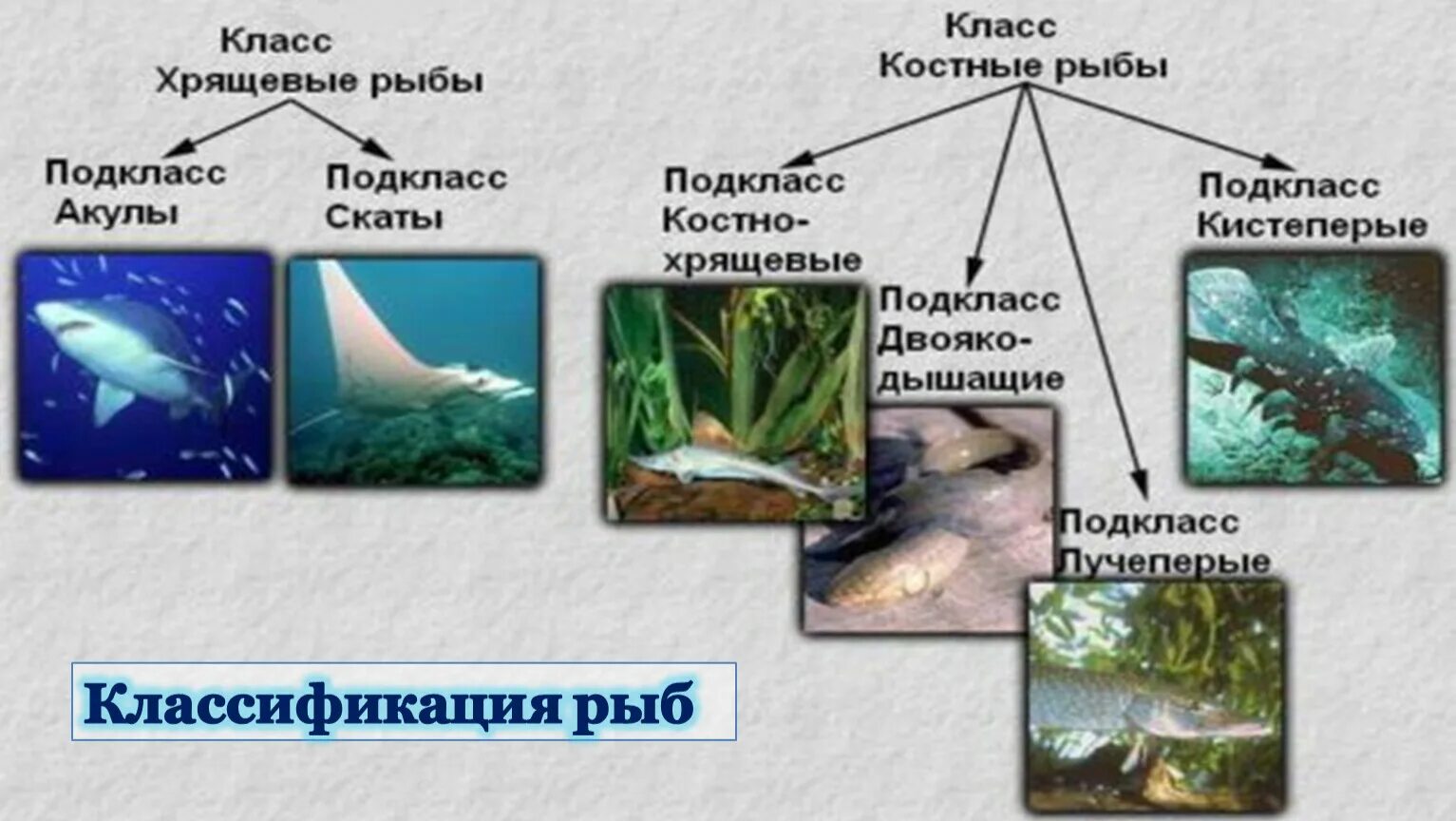 Систематика костных рыб таблица. Классификация рыб хрящевые и костные. Подкласс костно хрящевые рыбы. Систематика хрящевых и костных рыб. Перечислить классы рыб