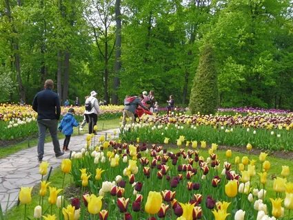 Праздник тюльпанов на елагином острове 2024