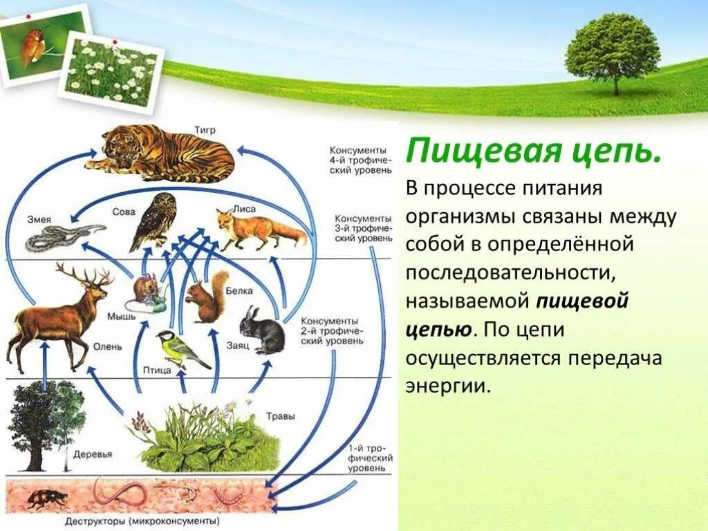 Составить цепь питания в экосистеме. Структура пищевой Цепочки:. Биология биология цепь питания 5 класс. Цепь живых организмов цепь питания живых организмов. Пищевые связи 5 класс биология.