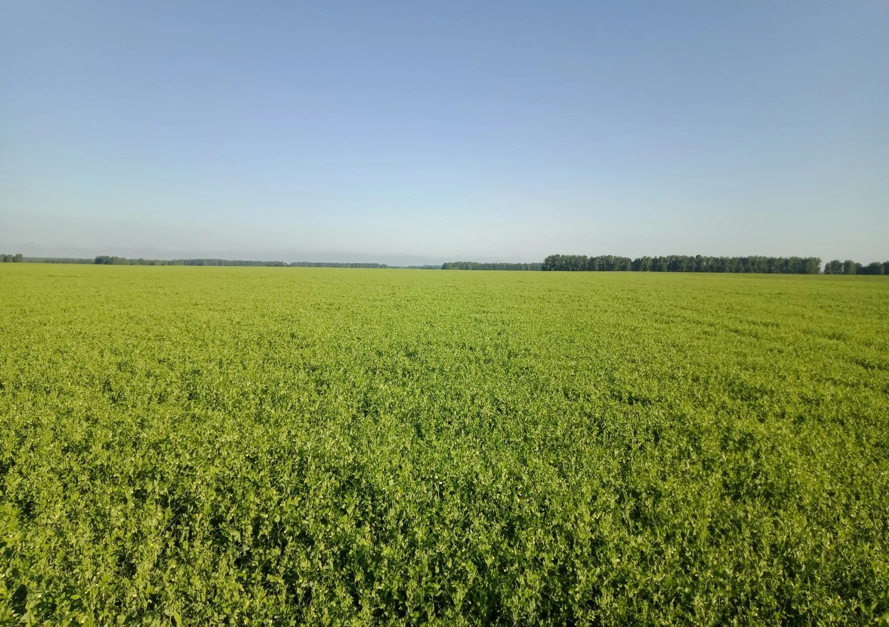 лист гороха. поле гороха. гороховое поле алтайский край. горох амброзия. соя цветет.