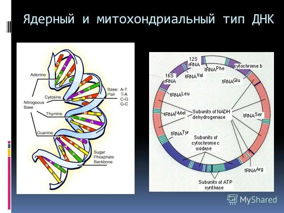 Днк в какое время. Митохондриальная ДНК строение и функции. Структура ядерной и митохондриальной ДНК. Гены митохондриальной ДНК. Строение митохондриальной ДНК.