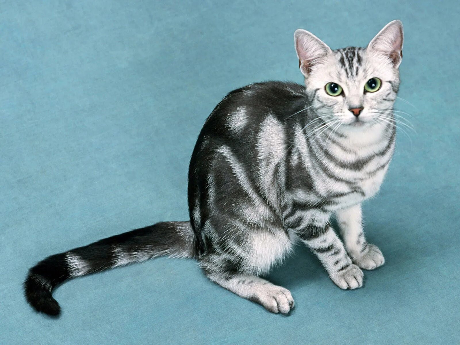 Кошки бело серого окраса. Египетская МАУ мраморный окрас. Египетская МАУ табби. Ориентальная короткошерстная окраса табби. Американская короткошёрстная кошка.