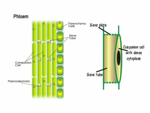 Phloem. Ксилема и флоэма. Sieve Plate of the phloem. Phloem Cell structure. Флоэма транспорт