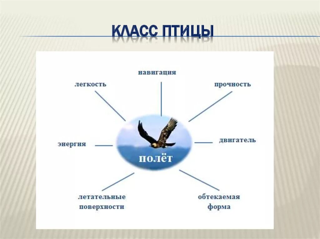 Информация класс птиц. Класс птицы. Биология класс птицы. Класс птицы примеры. Птицы Зоология.