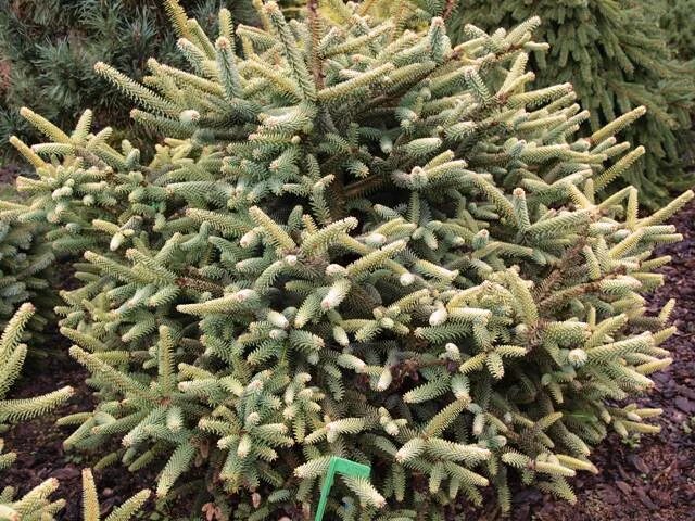 Хвойные таксон. Abies pinsapo 'Atlas'. Abies pinsapo Horstmann pa. Abies pinsapo Fatima. Abies pinsapo Aurea Size.