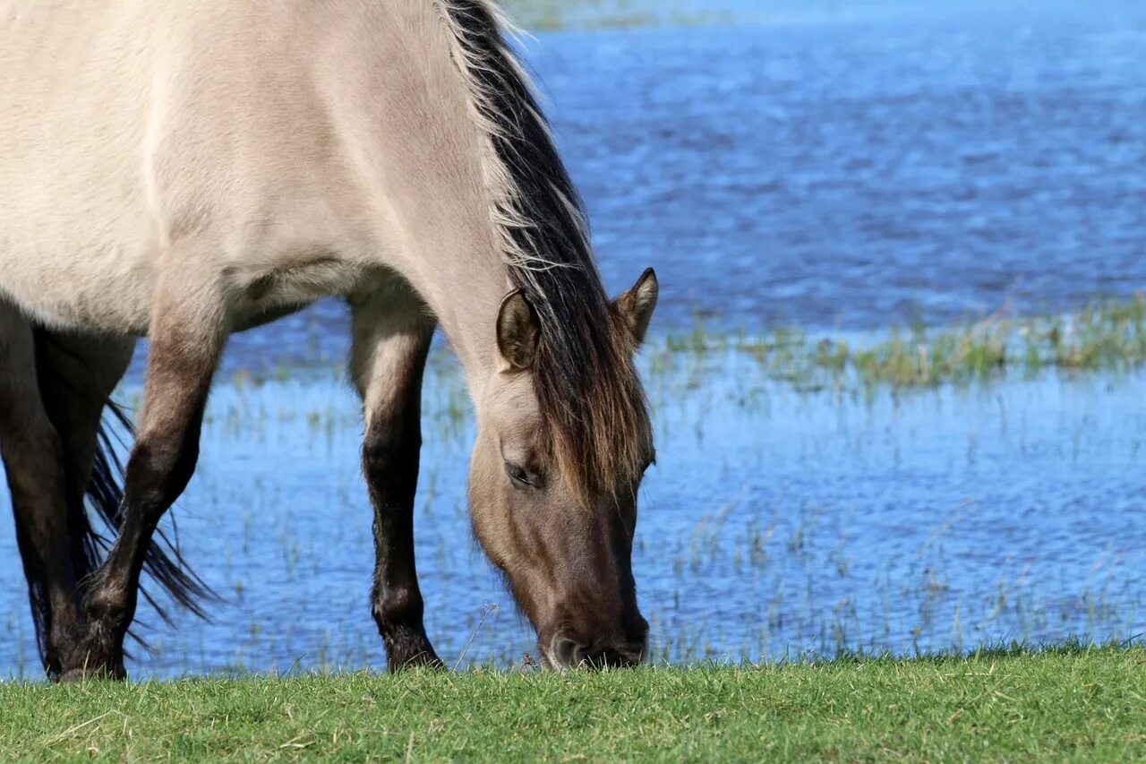 King horses. Лошади на природе. Лошади в воде. Лошадь пьет воду. Королевская лошадь.