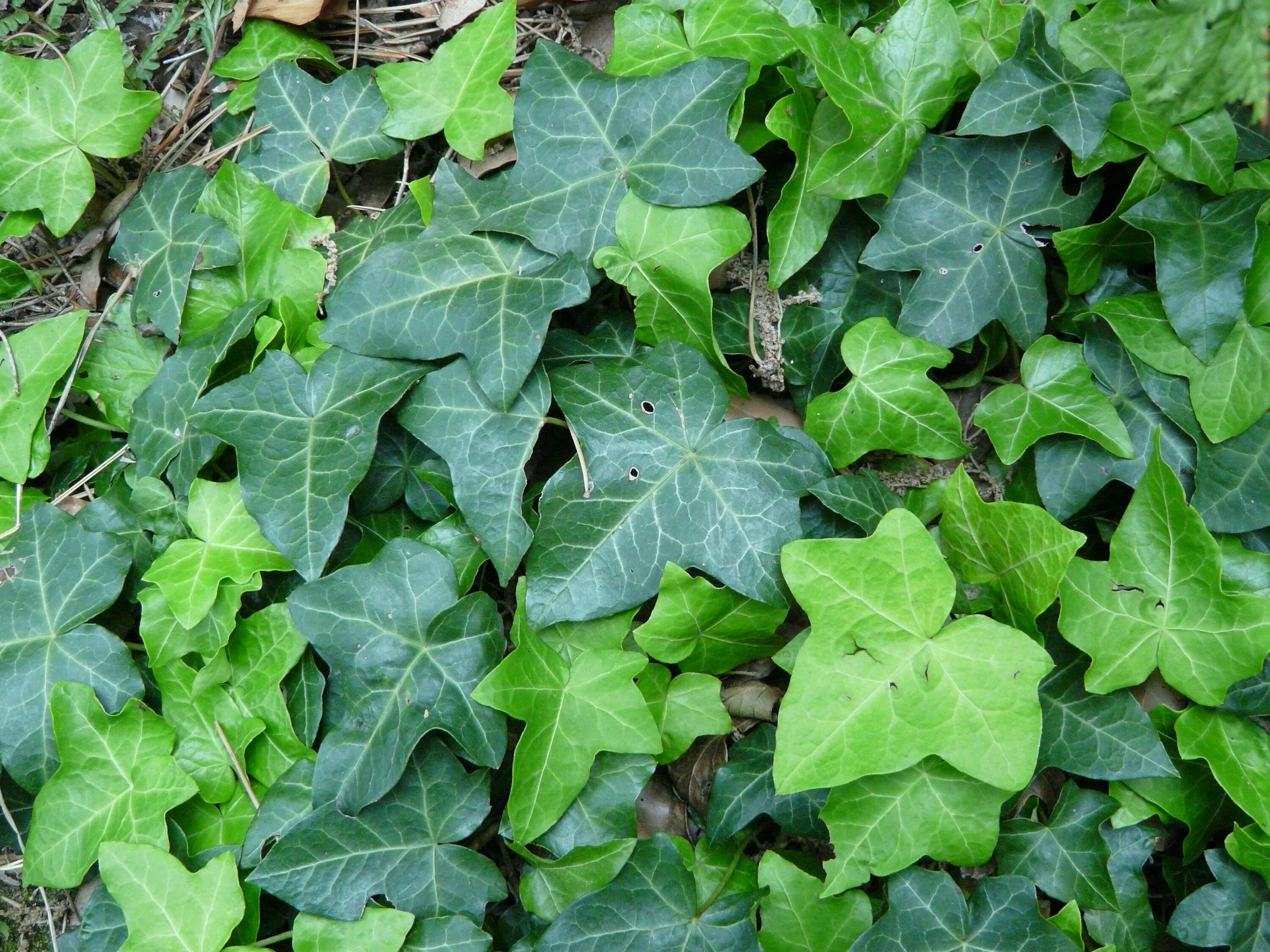 Плющ вечнозеленый (Hedera).. Плющ обыкновенный (Hedera Helix). Плющ Гринхарт. Плющ б