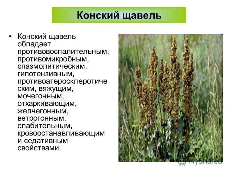 Анализ содержания текста собирая щавель. Щавель конский. лекарственные травы. щавель конский лрс. конский щавель лечебное растение. щавель конский (rumex confertus).