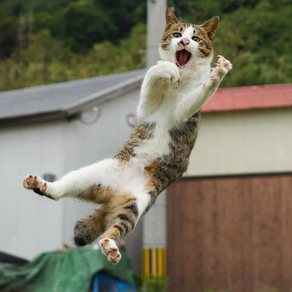 Кошка в прыжке. Кот падает. Коты которые прыгают. Смешной кот в прыжке.