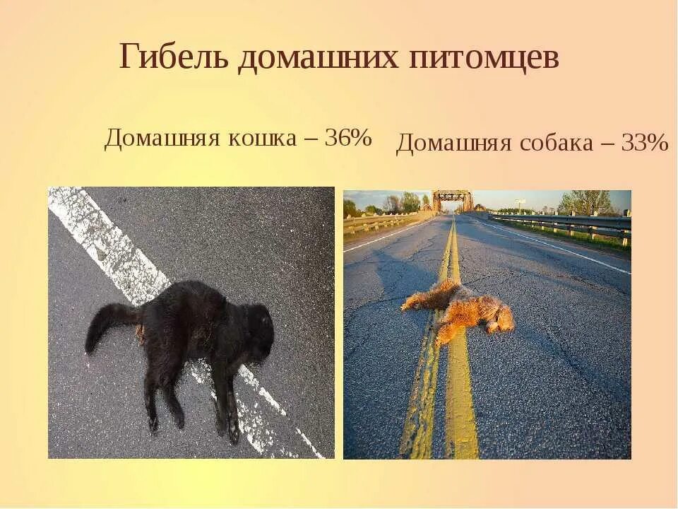 Как отпустить питомца