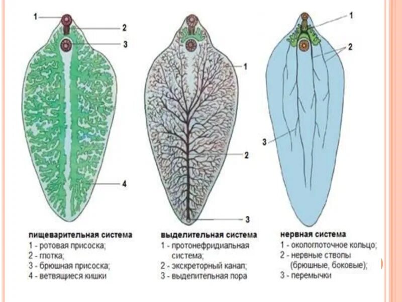 Выделительная система печеночного сосальщика препарат. Пищеварительная система печеночного сосальщика препарат. Пищеварительная система печеночного сосальщика схема. Системы органов печеночного сосальщика. Системы органов сосальщиков