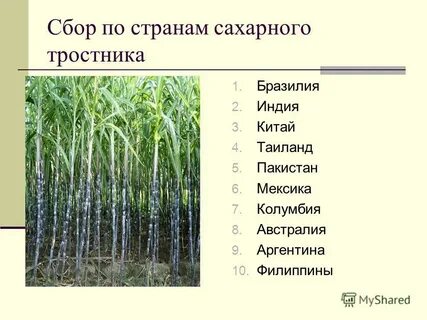 Сахарный тростник страны производители