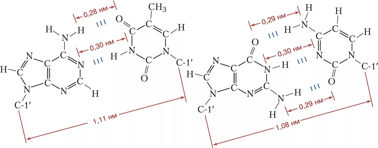 Уотсон Криковские взаимодействия. Уотсон Криковские пары. Уотсон-Криковские водородные связи. Уотсон-Криковские пары аденин Тимин. Комплиментарная пара