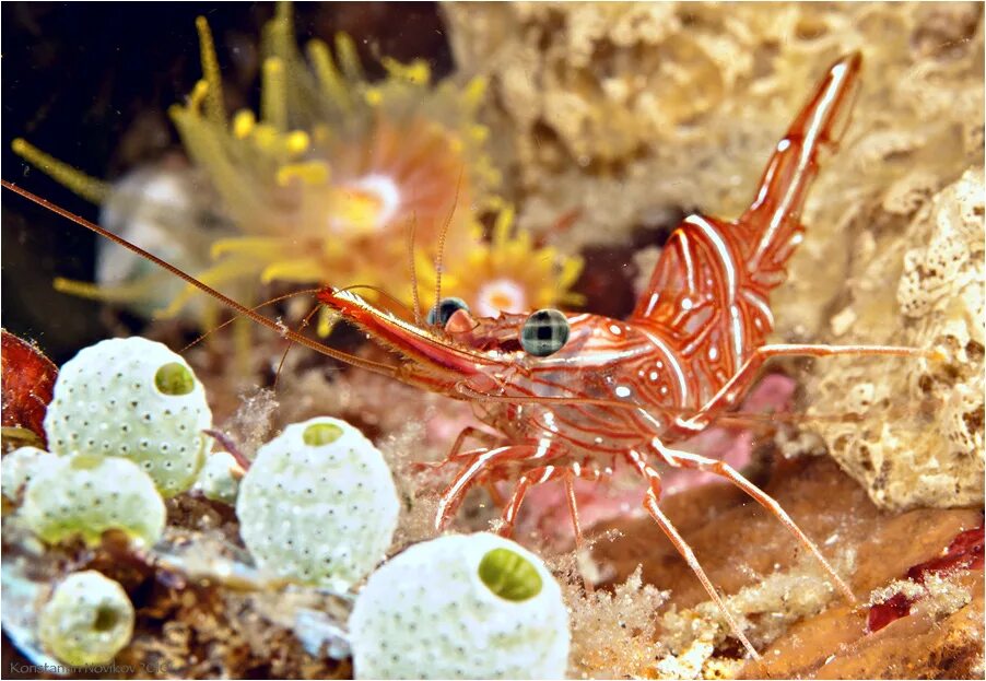 криветика ракообразные. креветка под окуляром. креветки 80/100. креветка вундермани. креветка под водой.