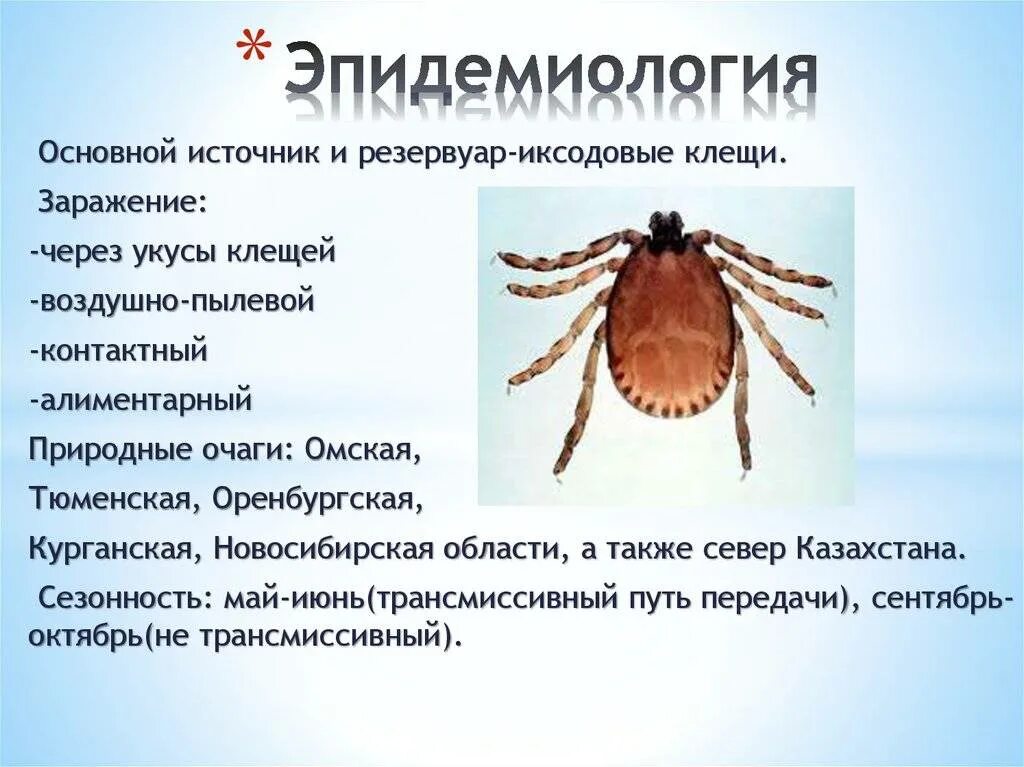 Переносчиками каких заболеваний являются иксодовые клещи. Иксодовые клещи резервуар. Иксодовый клещевой боррелиоз путь передачи. Иксодовые клещи клещи. Иксодовые клещи опасные.