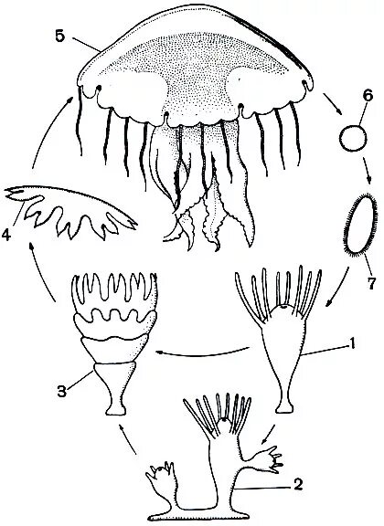 жизненный цикл медузы аурелии. размножение сцифоидных медуз. жизненный цикл медузы аурелии. цикл развития сцифоидной медузы. схема жизненного цикла сцифоидных.