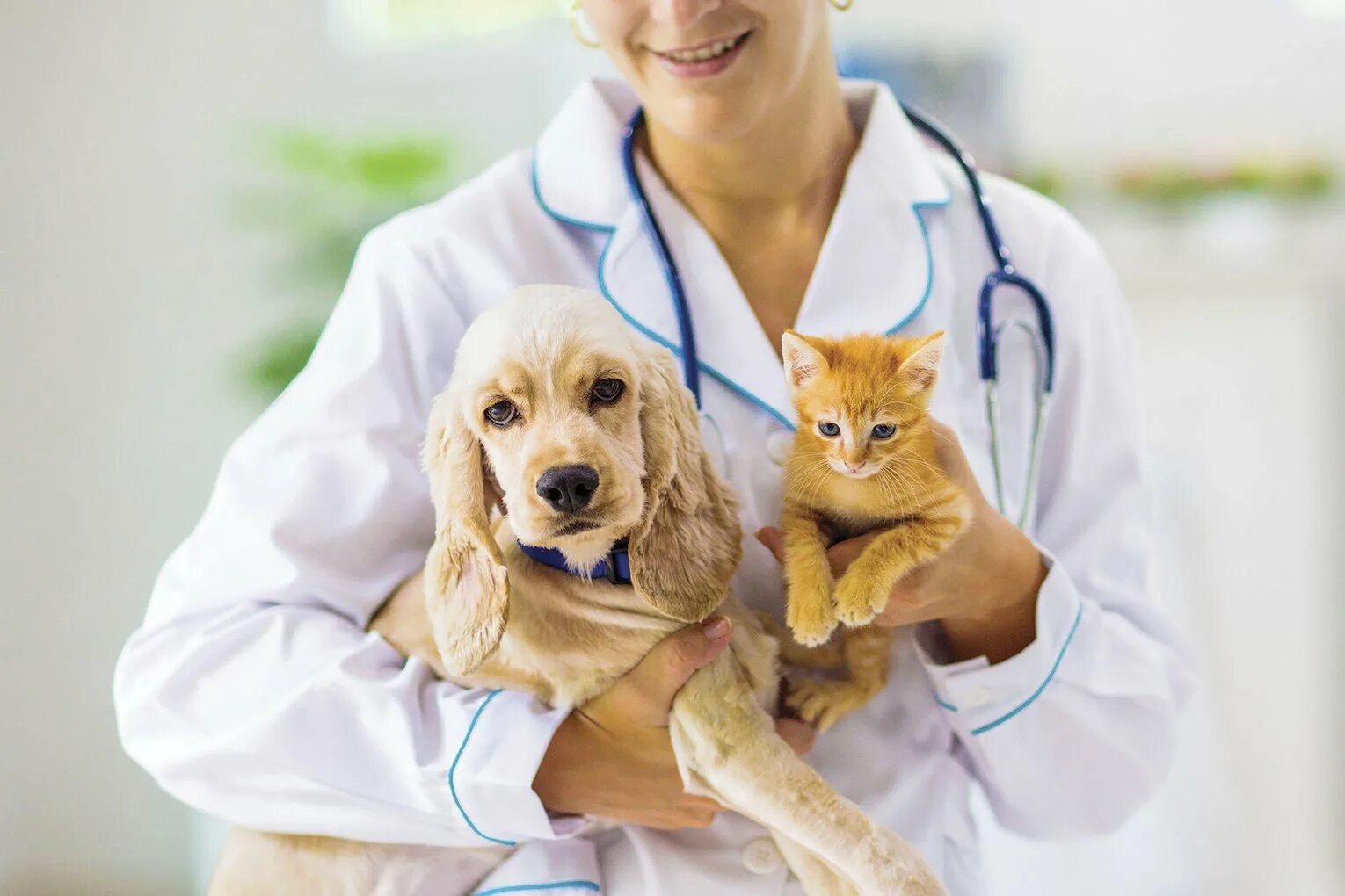 Pet clinic. Ветеринар. Животные у ветеринара. Vetirenar. Ветеринарная клиника.