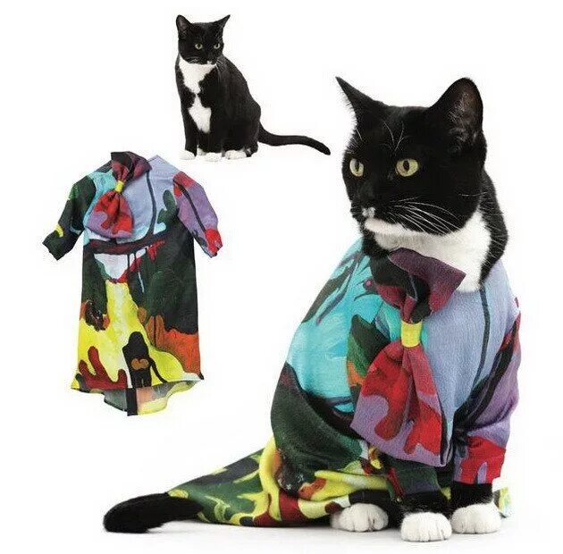 Кошечка с одеждой. Одежда для кошек. Кот в одежде. Модная одежда для котиков. Котики с одеждой.