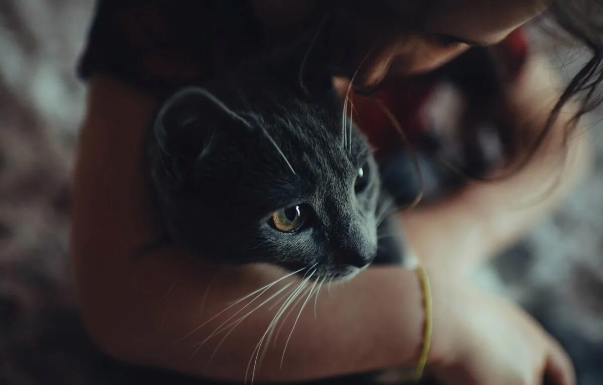 Фото на аву кошки. Девушка кошка. Девушка с котиком. Девушка с котом на руках. Красивая девушка с кошкой.