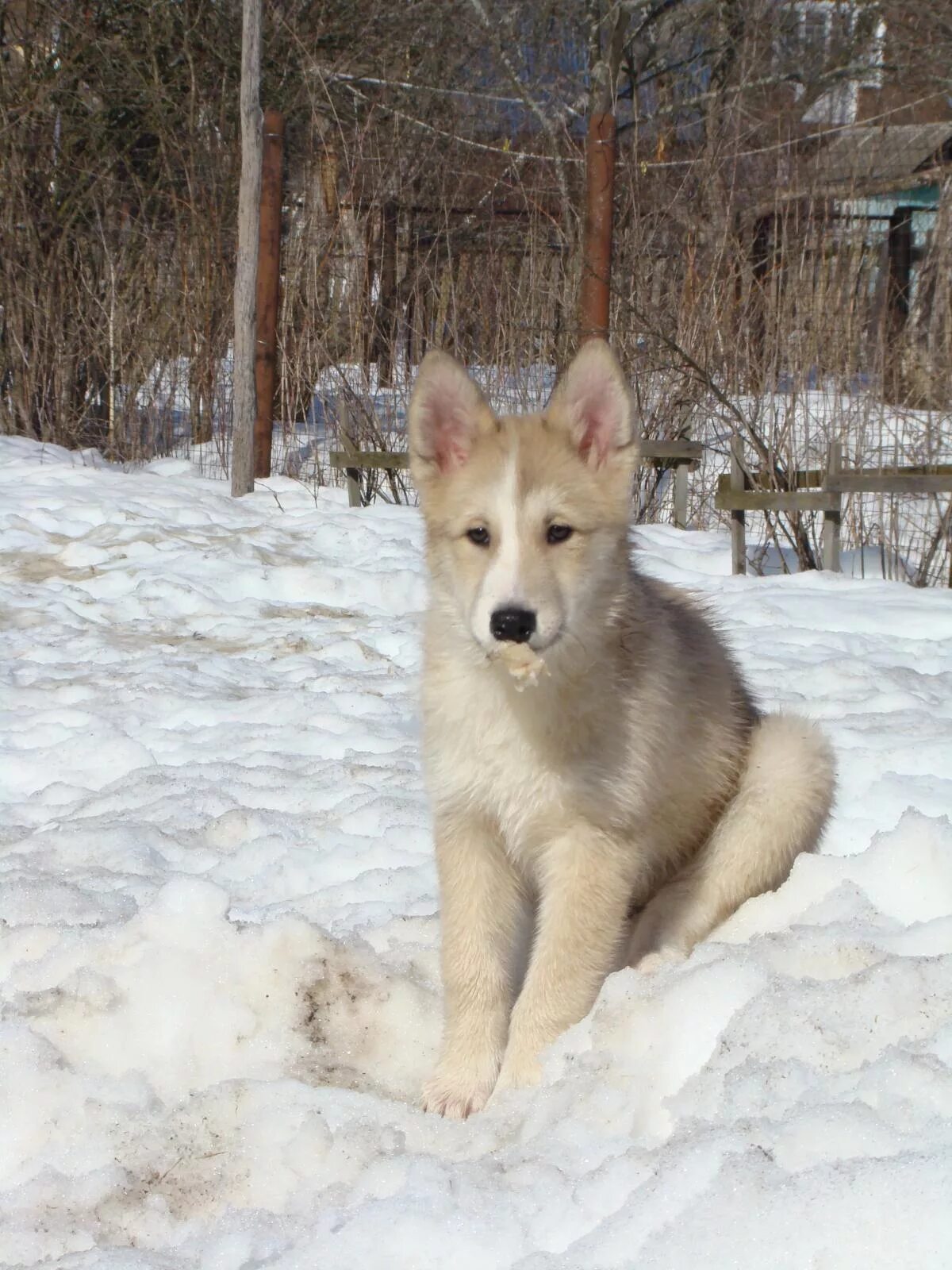 3 лайка. Лайка ЗСЛ 3 месяца. Западно Сибирская лайка. Щенок Западно сибирской лайки 3 месяца. Западносибирская лайка лайки.