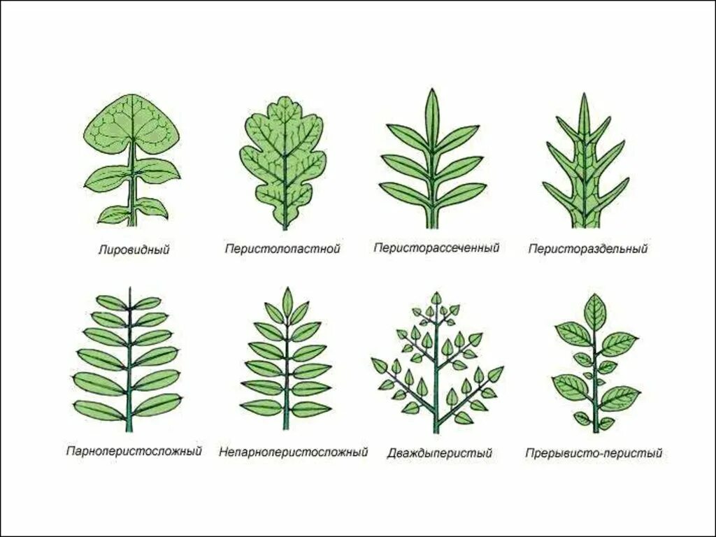 Сегменты листа. Перисто рассеченные листья. Перисто лопастная. Пальчато лопастные листья. Лопастные раздельные рассеченные листья.