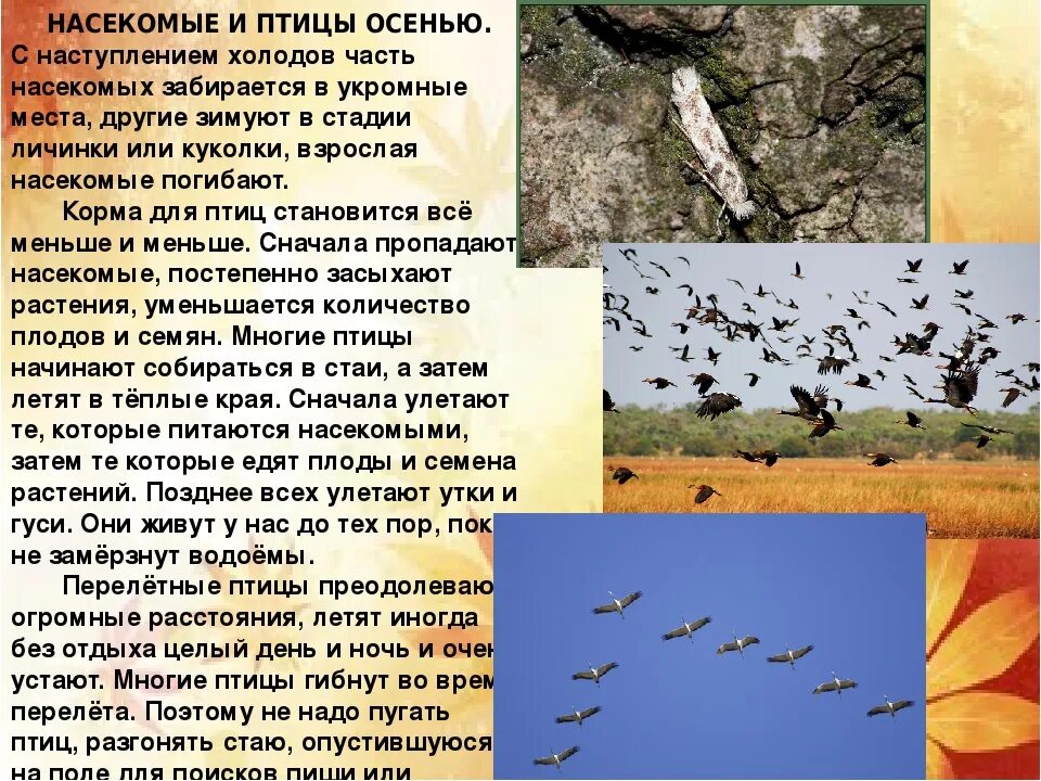 Птицы осенью изменения. Изменение поведения птиц осенью. Изменения в жизни птиц осенью. Миграция птиц.