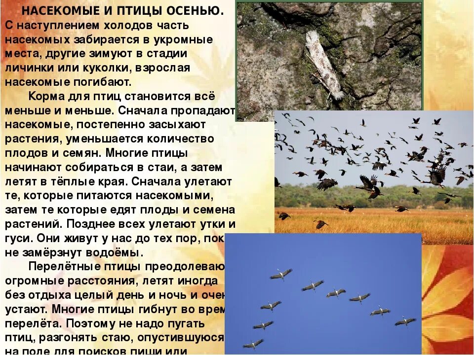 Изменения в жизни птиц осенью