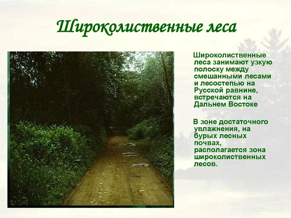 Климат смешанных лесов в России 8 класс. Тепловой режим широколиственных лесов. Зона широколиственных лесов России климат. Зона России смешанные и широколиственные леса. Географическое широколиственных лесов в россии