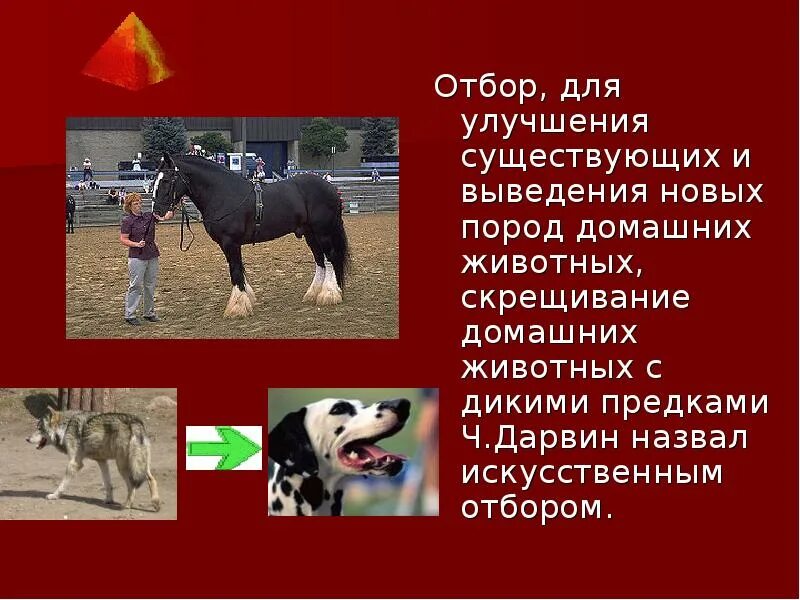 Выведение породы людей. Выведение новых пород животных.