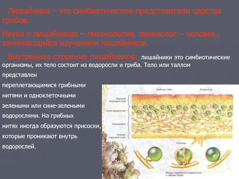 Лишайники это группа симбиотических организмов. Лишайники симбиотические организмы. Внутреннее строение лишайника. Лишайники комплексные симбиотические организмы. Лишайники комплексные симбиотические организмы 5 класс.