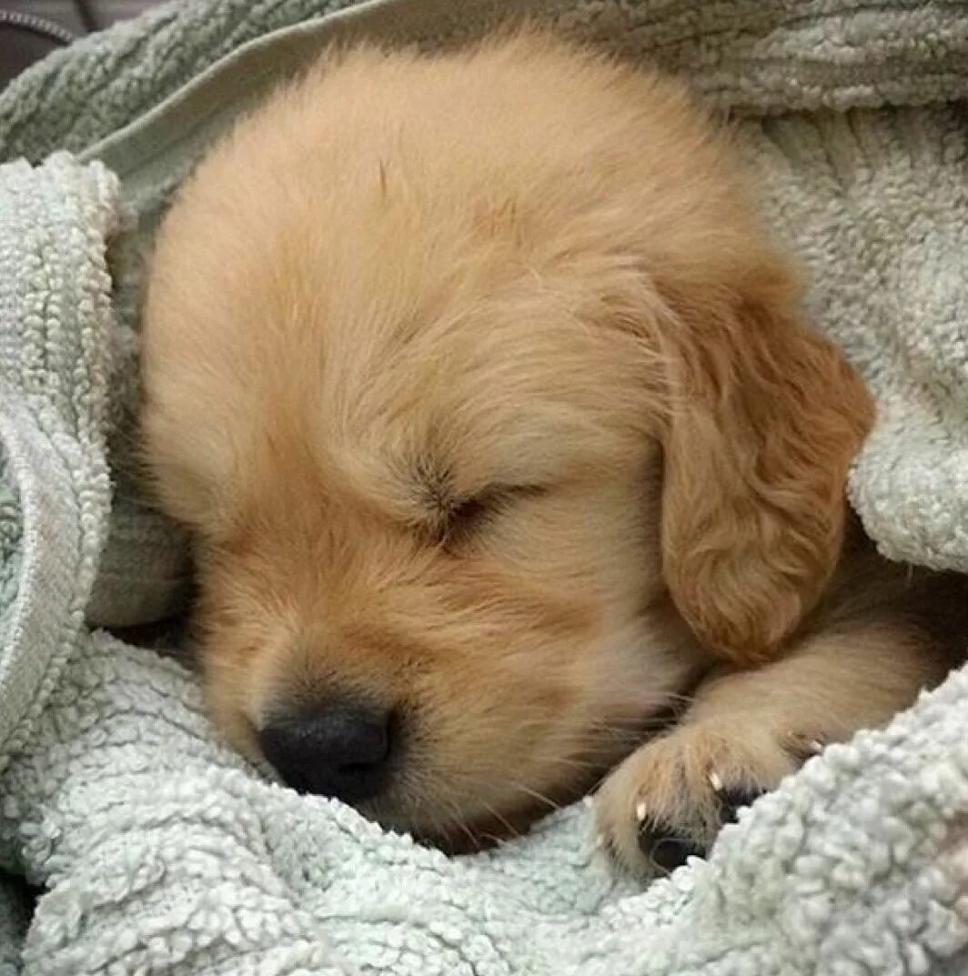 Собачек щеночек. Милые собачки. Милые щенки спят. Милые щенки. Спящий щенок.