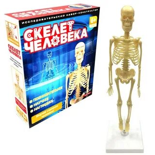 Набор скелет