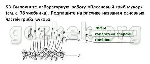 Биология пятый класс страница 37 лабораторная работа