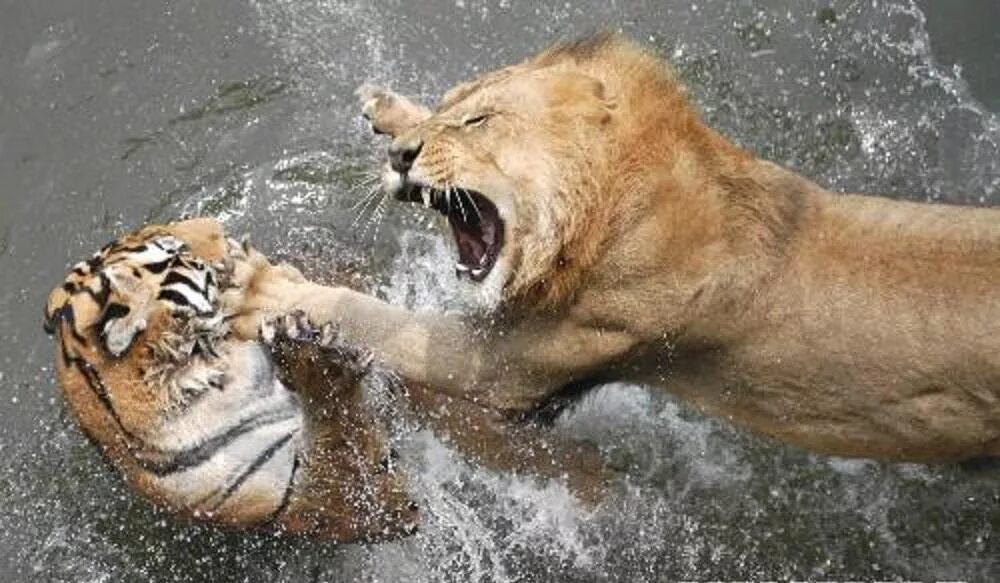 Тигр vs Лев. Лев против тигра.