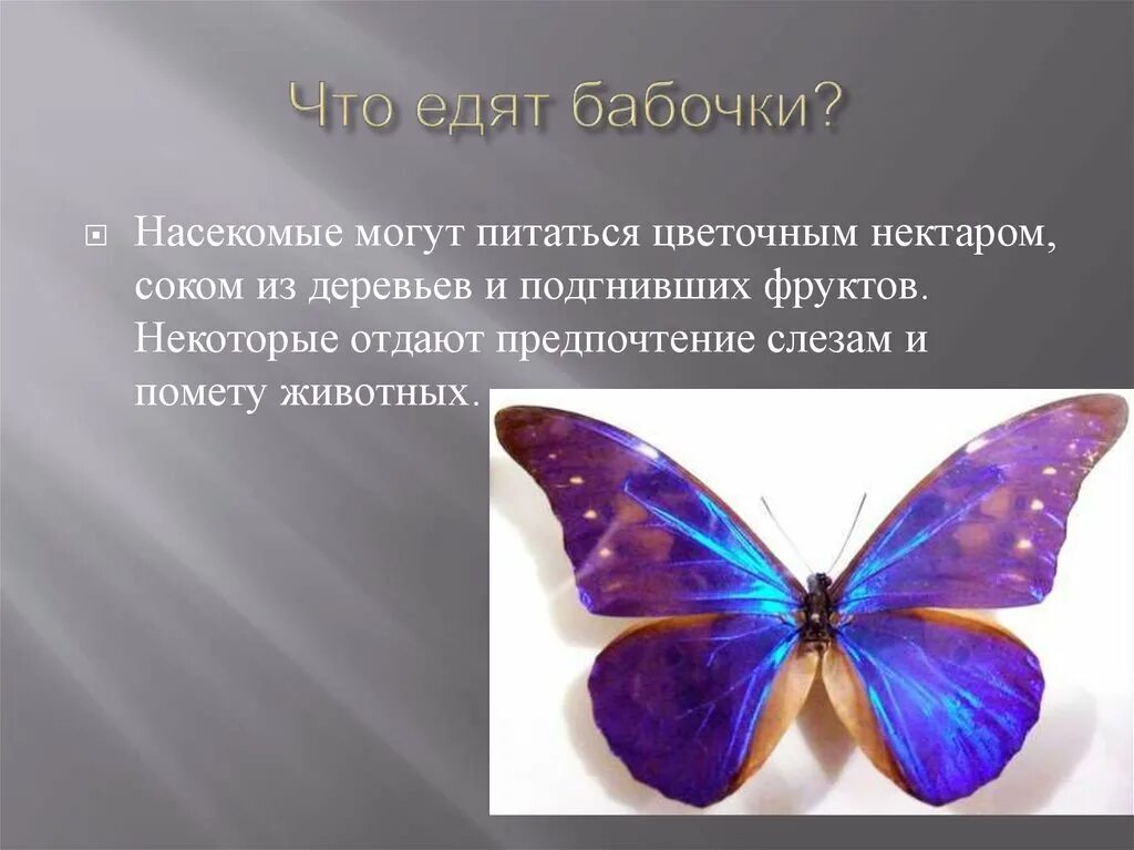 Как называется где бабочки. Разнообразие бабочек. Бабочка питается. Слайды бабочки. Краткая информация о бабочке.
