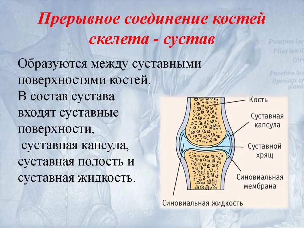 Суставное соединение костей. Соединение костей прерывные соединения - суставы. Строение прерывных соединений костей. Прерывные подвижные соединения костей называются. Соединение костей человека непрерывные прерывные.