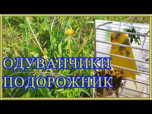 Какую траву можно попугаям. Одуванчики попугаю. одуванчики для попугаев волнистых. можно давать попугаям одуванчики. одуванчик попугаю волнистому.