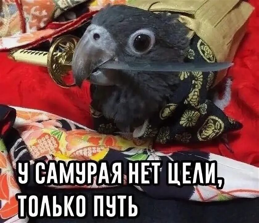 У самурая нету. Путь самурая мем. у самурая нет цели только.