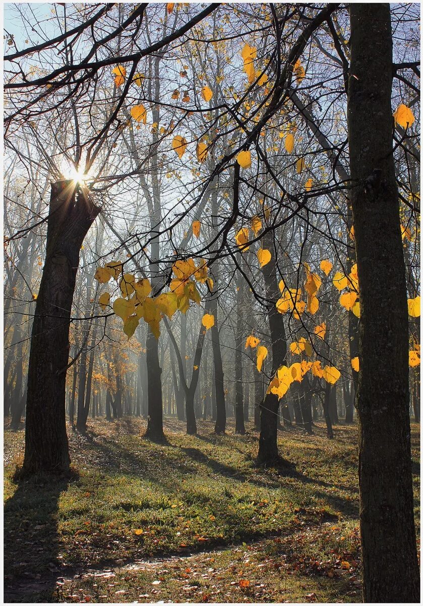 Солнечное утро в парке. Сквер осенью. Осень в парке. Утро в парке. Туманный парк осенью.