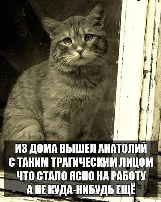 Последнее время не хочу выходить из дома. Выходит из дома. вышла ленка с таким трагическим лицом .... трагическое лицо прикол. утром я вышел из дома.