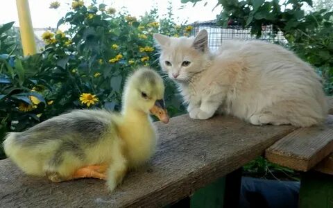 Котенок утка