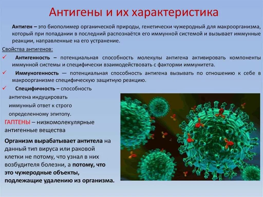 Организм после вируса. Иммунная система антигены и антитела. Антиген антитело. Иммунитет антитела антигены. Антиген вызывает образование антител.