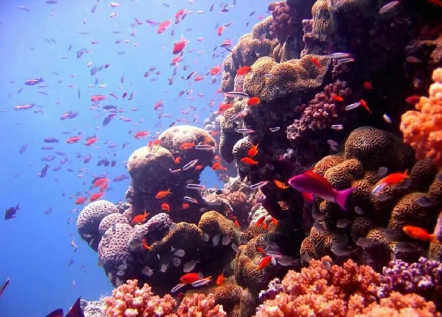 Great coral reef. Большой Барьерный риф Австралия. Большой Барьерный риф кораллы. Коралловый риф в Австралии. Австралия Барьерный риф кораллы.