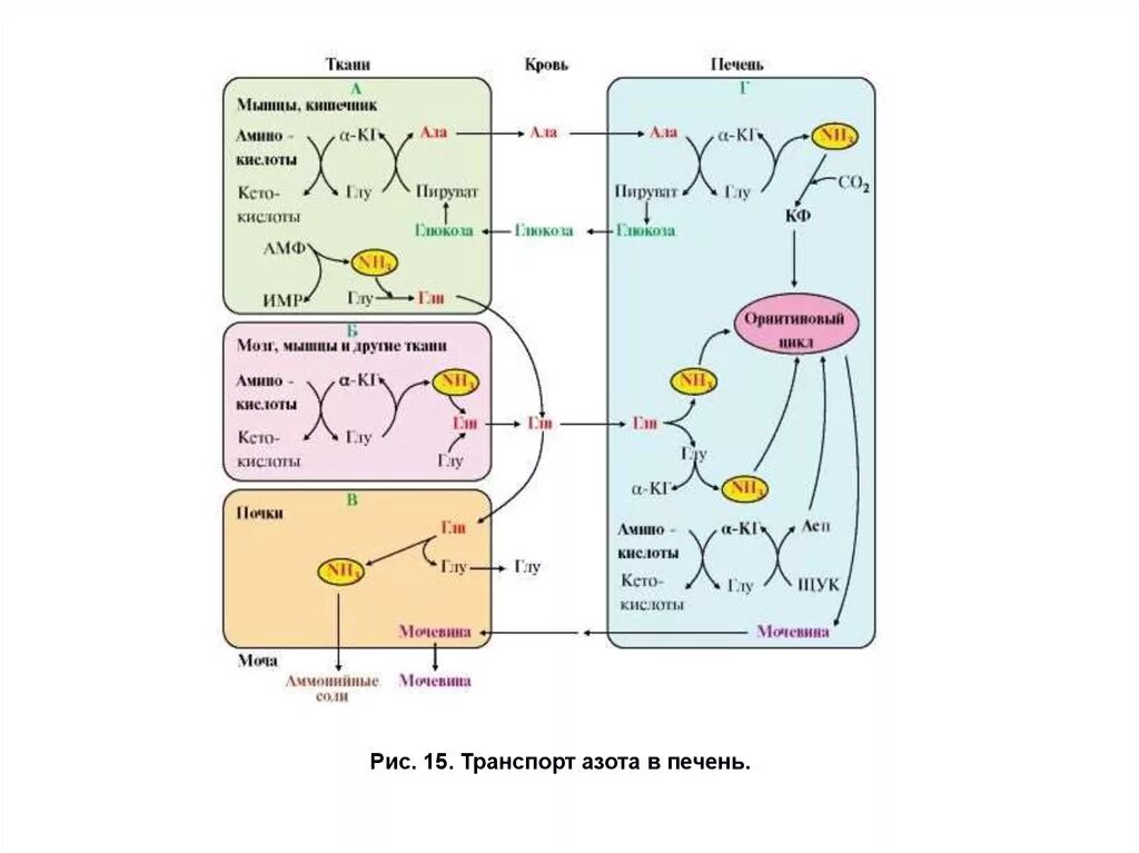 Синтез белков крови в печени. Схема обмена аммиака. Пути выведения аммиака из различных органов и тканей. Выведение аммиака из мышечной ткани и кишечника (нарисуйте схему).. Метаболизм аммиака в организме схема.