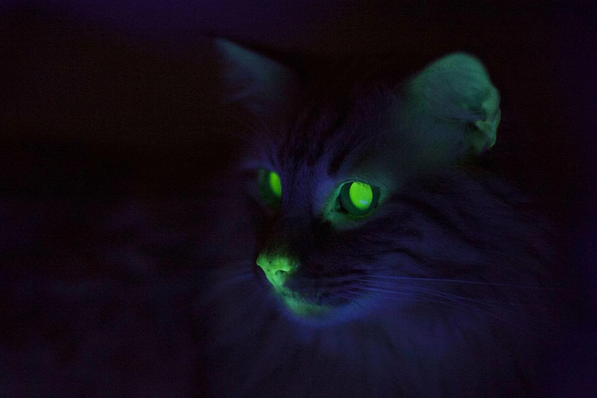 Котенок котэ в темноте. Светящиеся коты. светящиеся в темноте коты. кошка светится в темноте. светящиеся кошачьи глаза.
