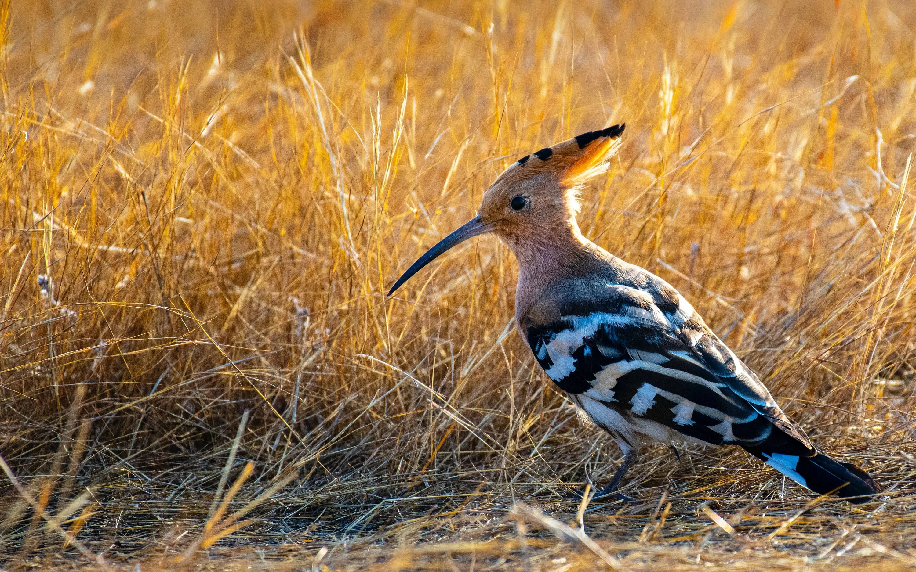 Фото удода. Удод (Hoopoe). Голубой Удод. Удод птица фото. Перо удода.