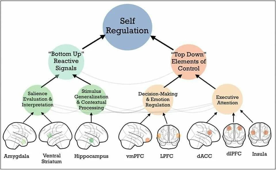 Self method. Self Regulation. Self-Regulation Psychology. Диаграмма связей нейробиология. Emotion Regulation.