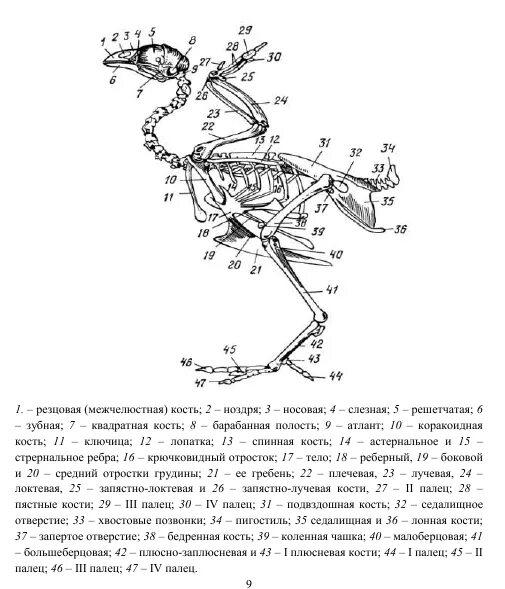 Кости пояса задних конечностей у птиц. Строение скелета курицы схема. Коракоидная кость у птиц. Строение задних конечностей птиц. Тазовая конечность птицы.